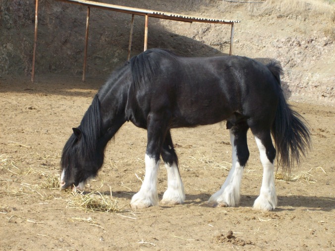 Amathus Park Riding & Livery Club