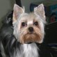 Doggy Style Dog Grooming Salon