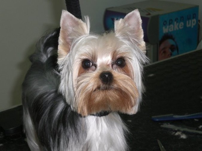 Doggy Style Dog Grooming Salon
