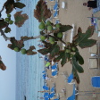 Fig Tree Bay