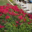 Grecian Bay Hotel
