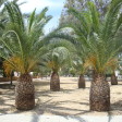 Alsos Pesonton Katadromeon