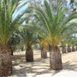 Alsos Pesonton Katadromeon