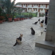 Agios Nikolaos ton Gaton Monastery