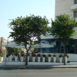 Sfinakia
