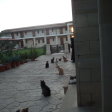 Agios Nikolaos ton Gaton Monastery  