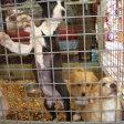 Dogs
