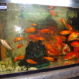 Fishes