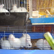 Rabbits