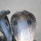 Live Cobra Show