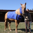 horse cooling blanket