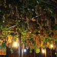 Grapes at Pieros Tavern
