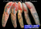 Chris Cosmos Tattoo Studio 